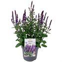 Bild von VP Salvia Nemerosa P19 Caradonna Compact